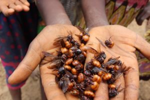The Implications of Edible Insect Farming
