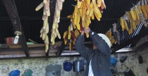 Assessing Mycotoxin Levels in Maize in the Western Highlands of Guatemala